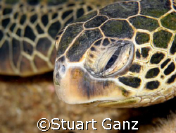One thing I love about diving in Hawaii is that you are g... by Stuart Ganz 